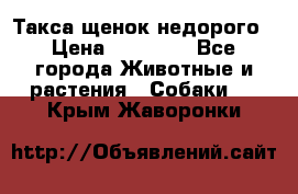 Такса щенок недорого › Цена ­ 15 000 - Все города Животные и растения » Собаки   . Крым,Жаворонки